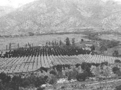 A black-and-white photo shows an orchard with rows of trees in a valley, small scattered buildings, and mountains in the background.