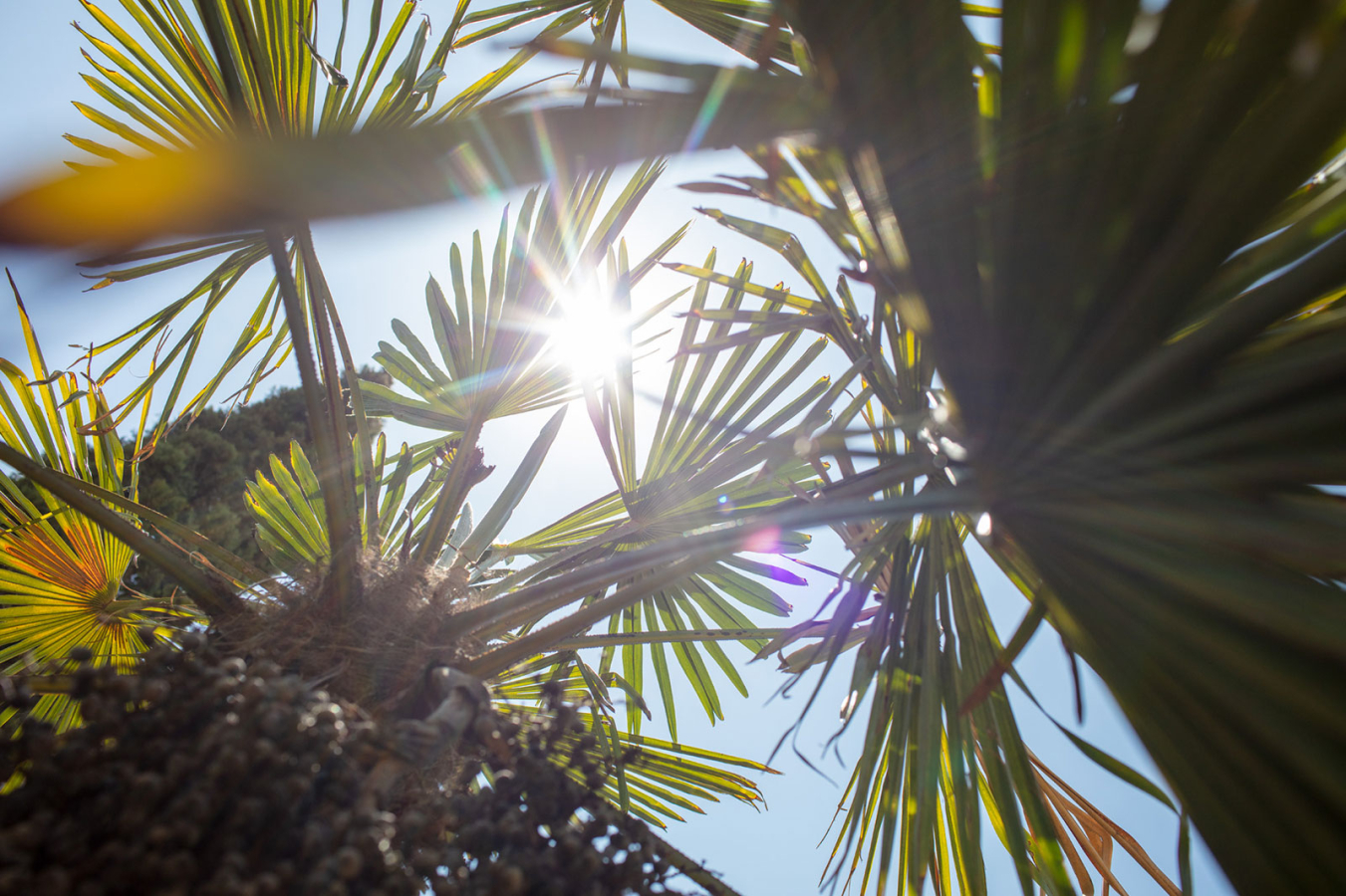 Sunlight through palm fronds