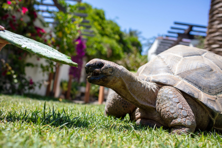 Turtle approaching a cactus