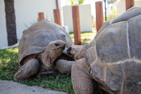 Two giant tortoises
